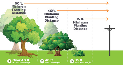 Tree Trimming